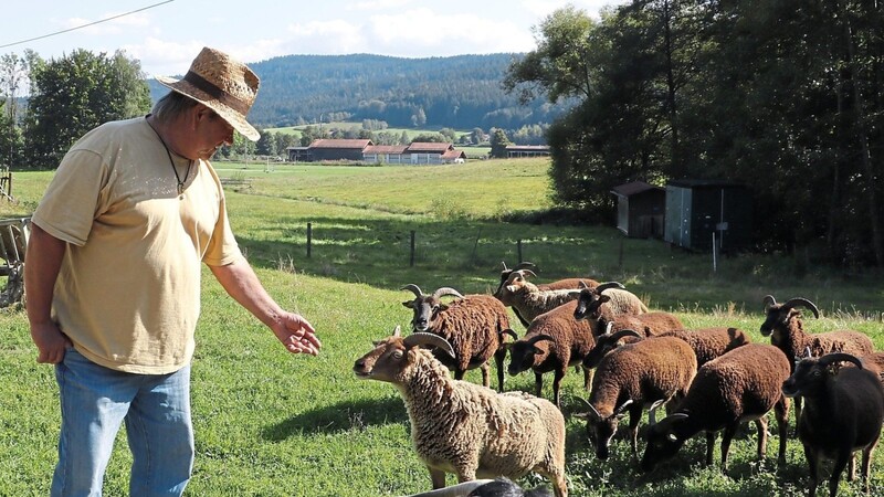 Die eigentlich scheuen Soay-Schafe werden bei Züchter Heinz Rehberg, dem "Zickenheinz", ganz zutraulich.