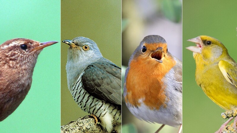 Diese Vögel wecken Sie täglich. Doch wer singt eigentlich genau und wann?