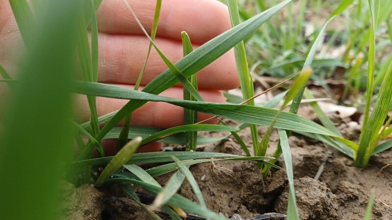 Vier Finger hoch ist Joseph Schwaigers Weizen - zufriedenstellend für die Jahreszeit. Doch immer größere Trockenheit macht den Landwirten zu schaffen. Nicht erst seit dem Ukrainekrieg müssen sie zudem Höchstpreise für Dünger zahlen.
