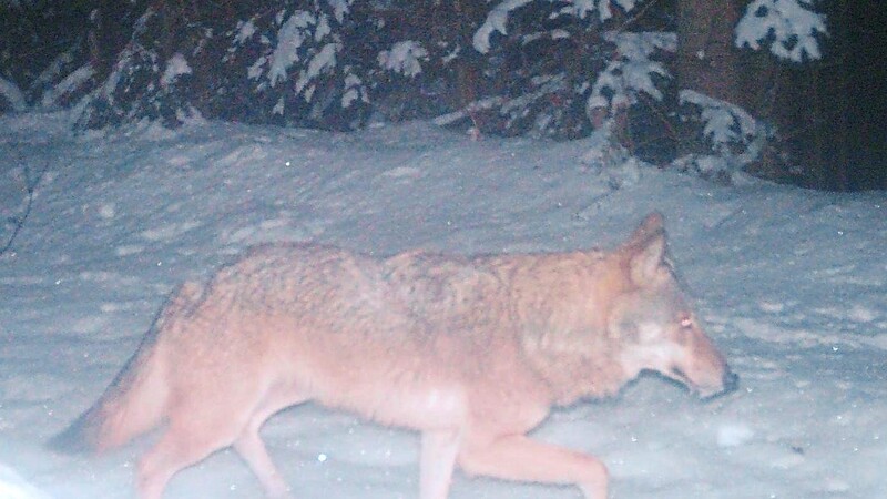 Nach den ersten Fotos am vergangenen Wochenende tappte zum zweitenmal ein Wolf in die Fotofalle.