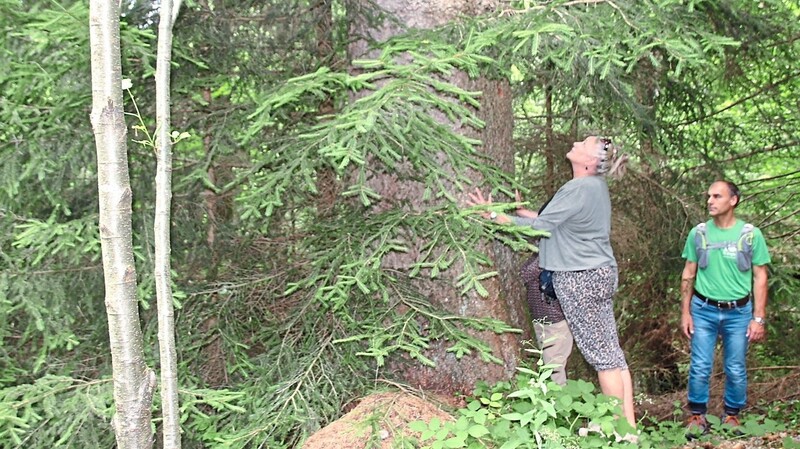 Die Bäume wirklich anfassen, genau anschauen, und auch mal an ihnen riechen: Das empfiehlt Waldbaden-Trainer Wilhelm Wutz (rechts) seinen Tour-Teilnehmern. Er möchte, dass sie bewusst in die Waldatmosphäre eintauchen.