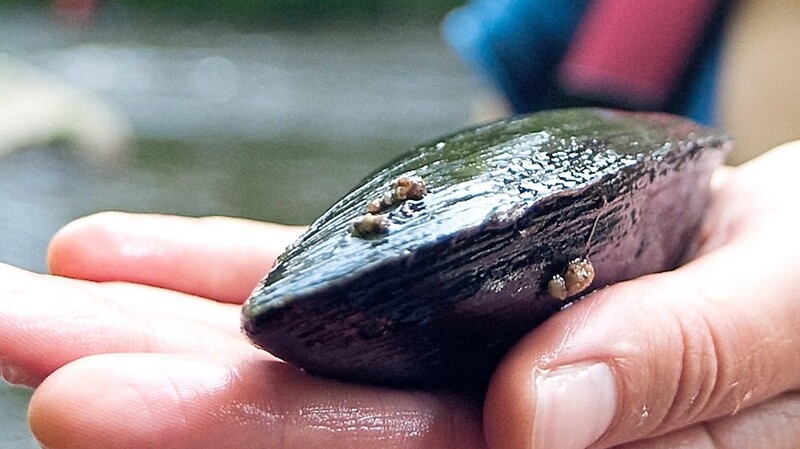 Eine Biologin hält eine Flussperlmuschel in der Hand. Nur mit Züchtungen kann der Bestand in Bayern gesichert werden.  Foto: