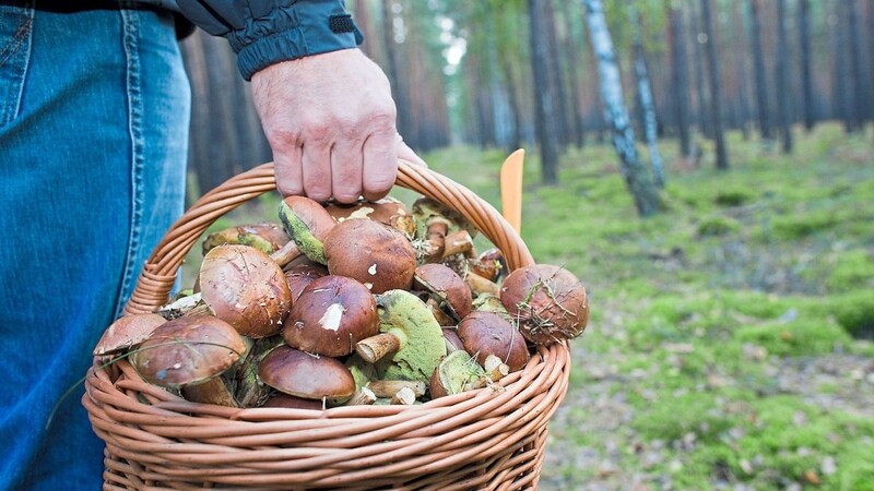 "In jedem Wald sind essbare Pilze zu finden", sagt der Pilzsachverständige Georg Probst. Hier im Körbchen sind es Maronen.