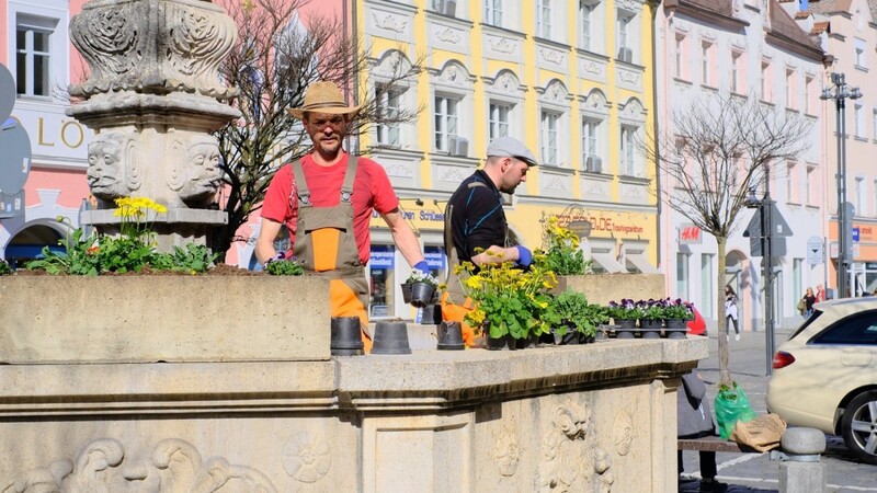 Die Brunnen am Stadtplatz werden wieder bepflanzt.