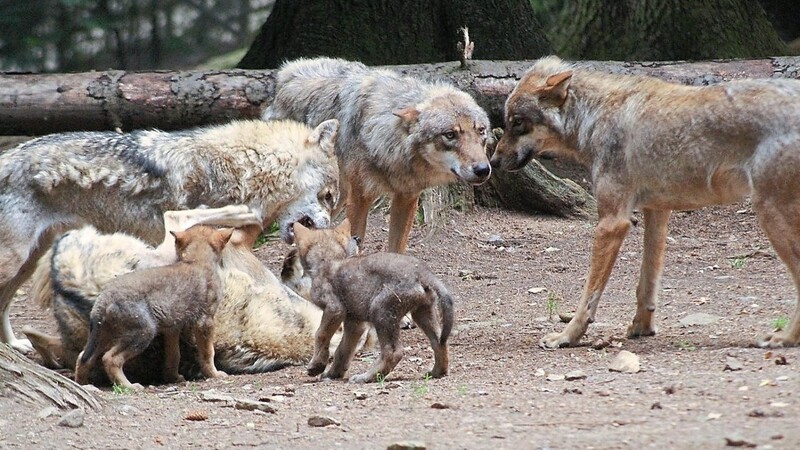 Die Jungtiere aus dem Lohberger Wolfsrudel müssen den Tierpark verlassen. Die einjährige Wölfin siedelte in den Tierpark Grünau über.