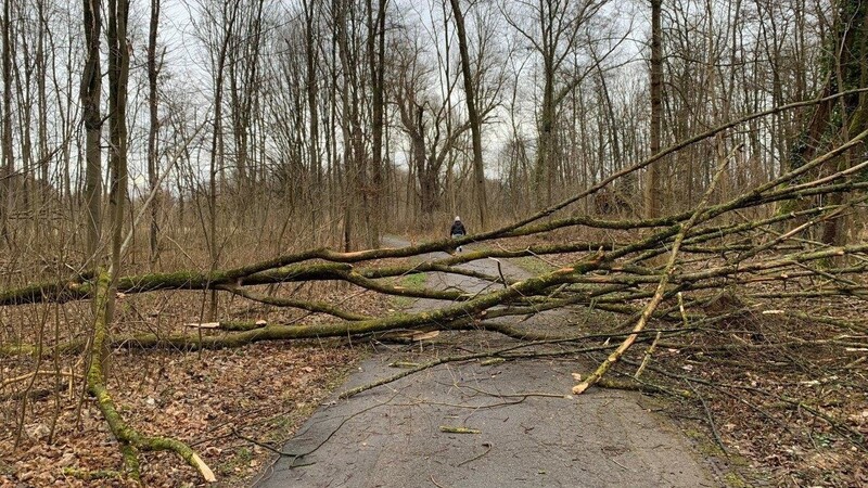"Wer bei einem Sturm im Stadtpark spazieren geht, braucht Glück", sagt Stadtgärtner Jörg Bär. Um das Risiko zu minimieren, versuche die Stadtgärtnerei, gefährliche Bäume rechtzeitig zu beseitigen.