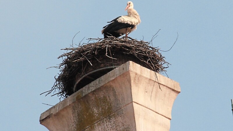 Auf dem Horst am Rathausdach sieht man zur Zeit meistens nur einen Storch. Der zweite ist mit Brüten beschäftigt, laut Klaus Wallner liegen mindestens zwei Eier im Nest.