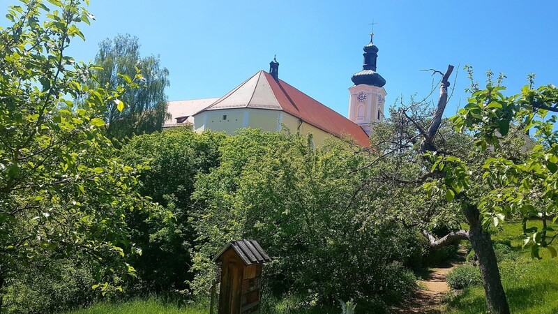 Historischer Baumbestand im Schatten der imposanten Klosterkirche.