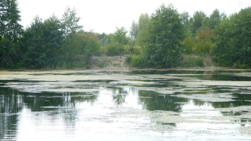 Am Wolf-Weiher 14 in der Gemeinde Parkstetten lässt sich die bis zur Oberfläche wachsende Wasserpest schon von Weitem erkennen. (Foto: tes)