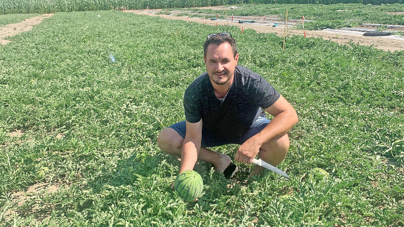 Seit 2019 baut Nebenerwerbslandwirt Martin Faltermeier Wassermelonen an. Die Ernte heuer verspricht gut zu werden.