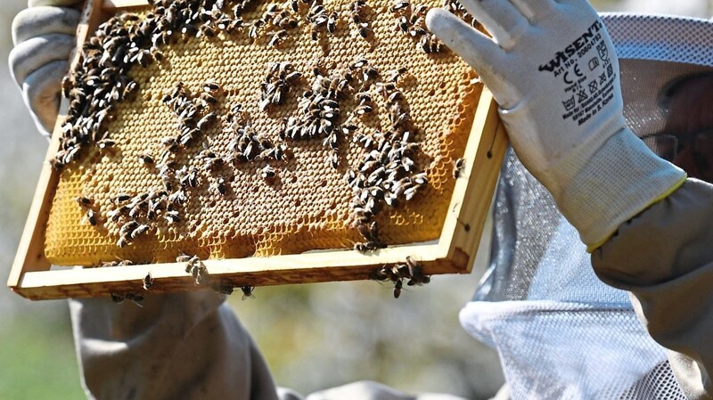 Ein Imker kontrolliert seine Bienenwaben. Auch in der Region schaut es aktuell beim Frühjahrsertrag düster aus.