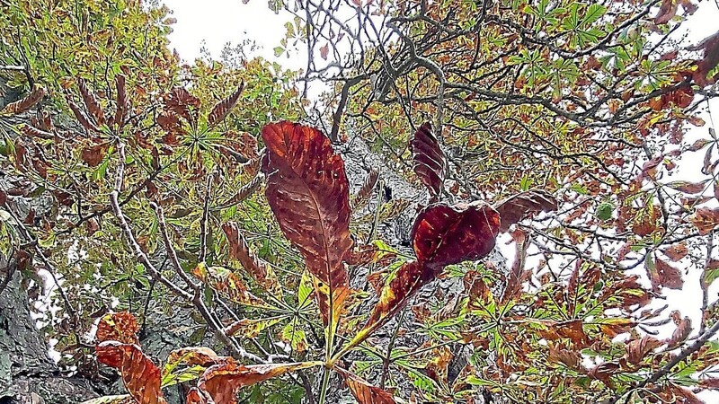Die Blätter verfärben sich braun und fallen schon jetzt ab.
