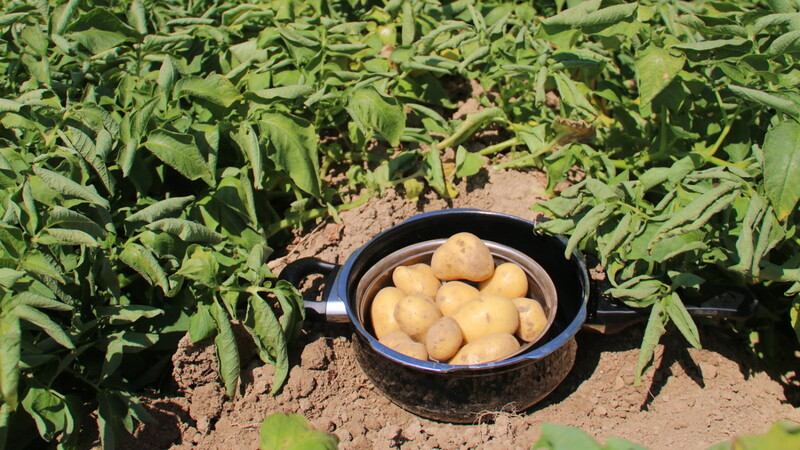 Bei Frühkartoffeln gilt es die Wege zwischen Ernte und Verarbeitung möglichst kurz zu halten, da die Haltbarkeit begrenzt ist. Dennoch sind sie - beispielsweise für den Grillabend - heiß begehrt.