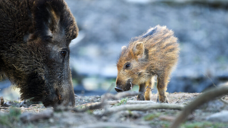 Mitte Mai wurden 1111 ASP-Fälle bei Wildschweinen in Deutschland gemeldet.