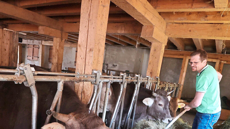 Sebastian Uhlemair füttert in seinem Stall Ochsen mit Heu. Auf dem Bauernhof werden 15 männliche Rinder und ein weibliches Jungtier ökologisch gehalten.
