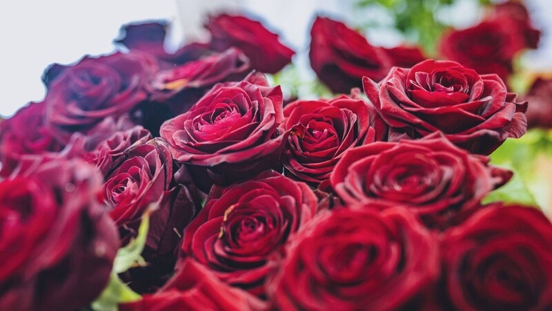 Eine rote Rose für die Liebste? Wir wollten von unseren Lesern wissen, was sie über den Valentinstag denken.