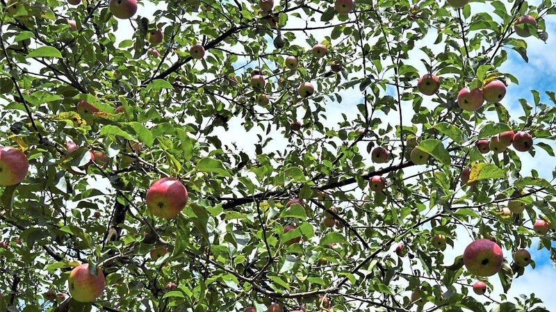 Äpfel an einem Baum im Arnschwanger Jubiläumspark.