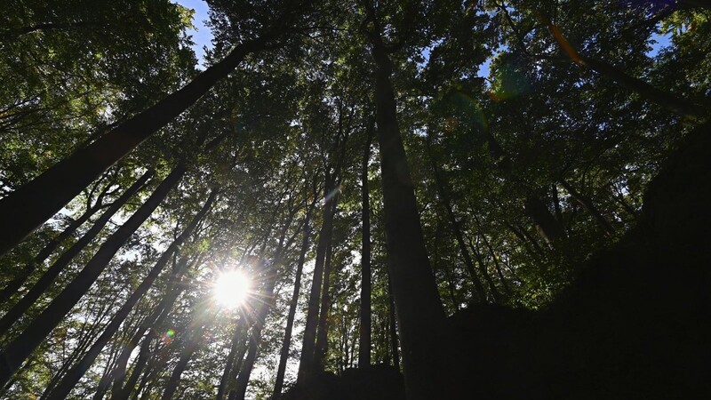 In dem Waldstück scheint ein blauer Himmel durch die Baumkronen. Zur Naturverbundenheit des Waldkindergartens in Geiselhöring passt ein Indianer-Tipi. Allerdings wurde der Unterstand bislang nie offiziell genehmigt (Symbolbild).