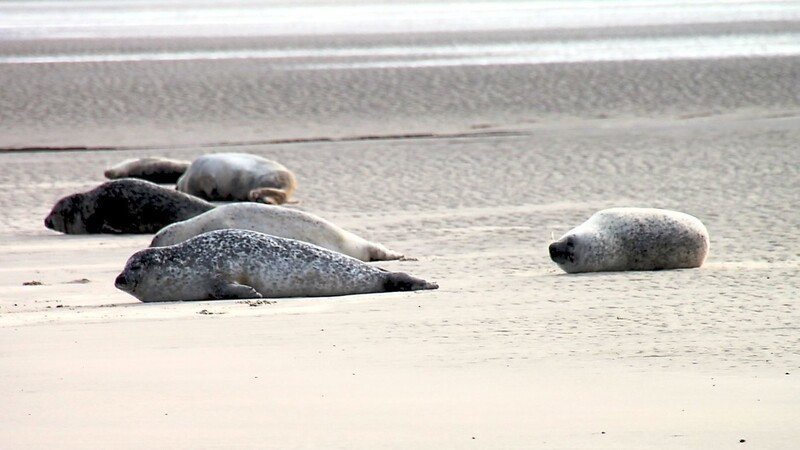 Seehunde räkeln sich bei Ebbe auf einer Sandbank.