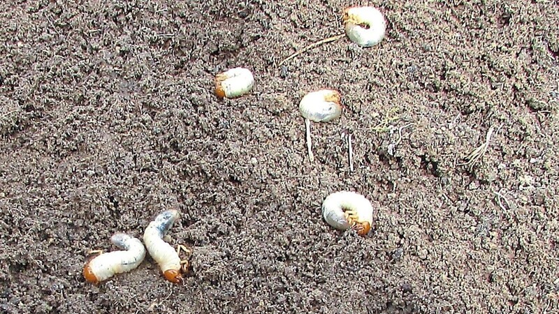 Engerlinge ernähren sich hauptsächlich von Pflanzenwurzeln.