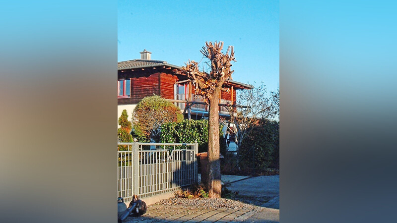 Dieser Ahornbaum in Irlbach ist nach Expertenmeinung zu radikal zugeschnitten worden.