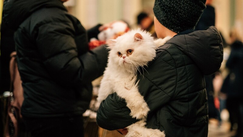 Viele Ukrainer flüchten mit ihren Haustieren. Auch in Straubing sind bereits einige Geflüchtete mit ihren Katzen angekommen, sie werden ebenfalls in den Notunterkünften versorgt.