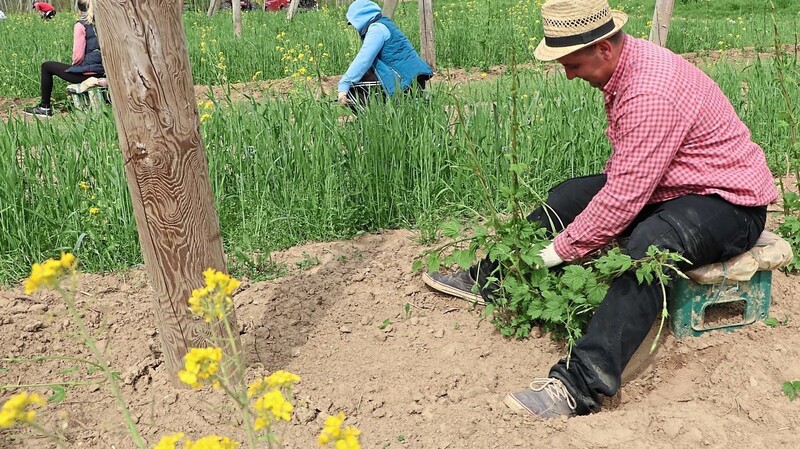 Hochsaison bei den Hopfenpflanzern. Viele ausländische Arbeitskräfte sind seit gut einer Woche dabei, das grüne Gold auszuputzen.