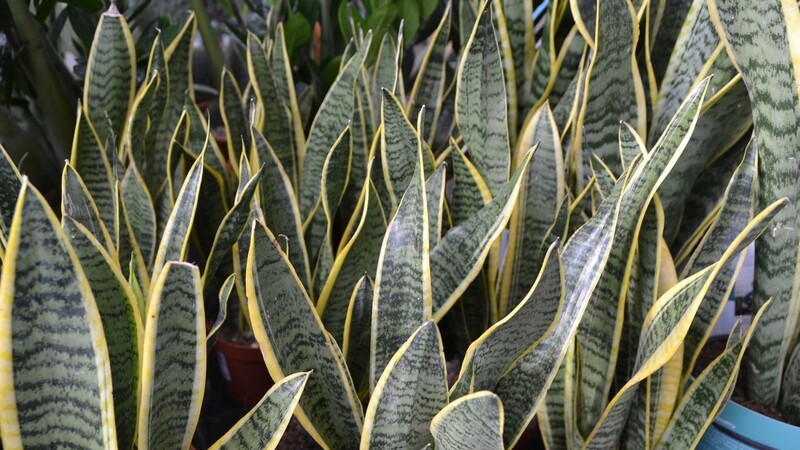 Sansevieria oder Bogenhanf kommt aus Afrika und erreicht dort eine Höhe von zwei bis drei Metern. Die Pflanze gibt Büros ein modernes Antlitz.