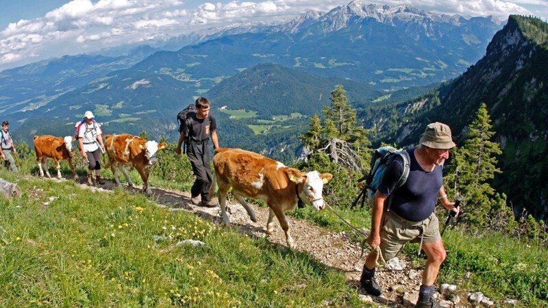 Treiber führen ihre Kälber zur Zehnkaser-Alm am Untersberg.