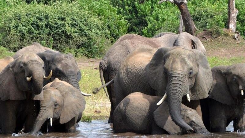 Eine Gruppe von Elefanten trinkt aus einem Fluss in Botsuana.