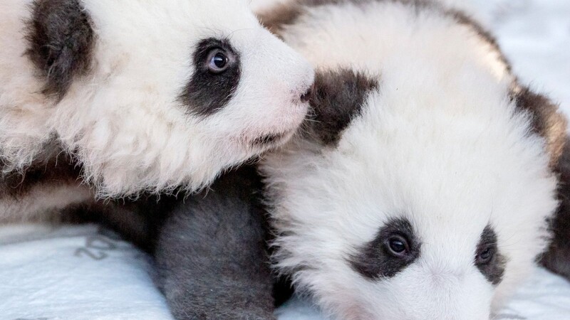 Die Berliner Pandazwillige machen ihren ersten Ausflug ins Freigehege.