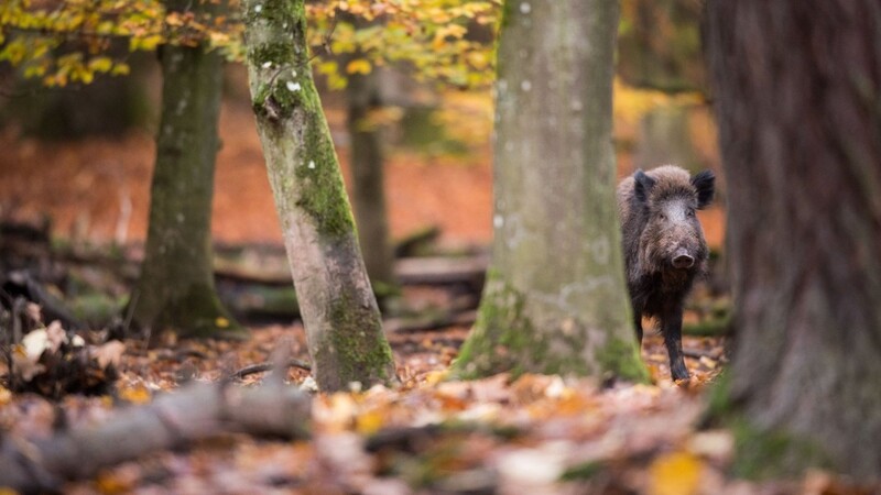 Ein Wildschwein schaut hinter einem Baum hervor. Für die Jäger ist es nicht leicht, die scheuen und intelligenten Tiere aufzuspüren. Dabei bewegen sich die Schwarzkittel nicht nur am Tag, sondern auch in der Nacht meist nur sehr vorsichtig.