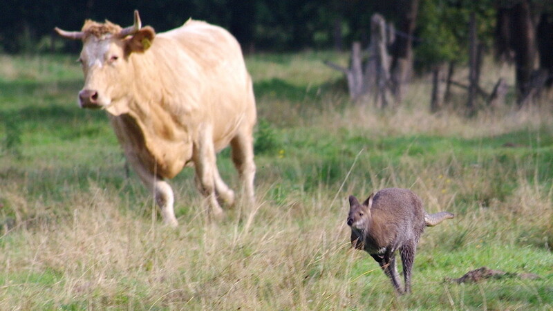 Ein entlaufenes Känguru springt vor einer Kuh über eine Wiese. Laut Polizei ist es bereits das zweite Mal in jüngster Zeit, dass in Delmenhorst ein Känguru seinem Besitzer entwischte.