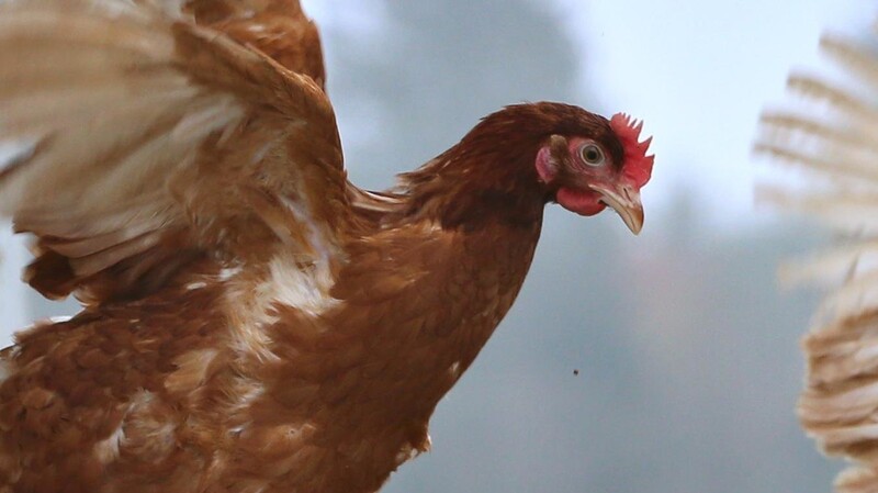 Die Hühner selber schlachten? Geht nicht, wenn man das Fleisch verkaufen will.