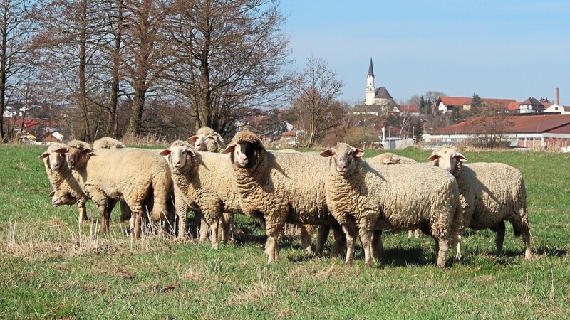 Einige von Josef Stadlers Schafen stehen auf der Weide. Das Tier mit dem schwarz-weißen Gesicht (Drites von rechts) ist Stadlers Leib-Schaf.