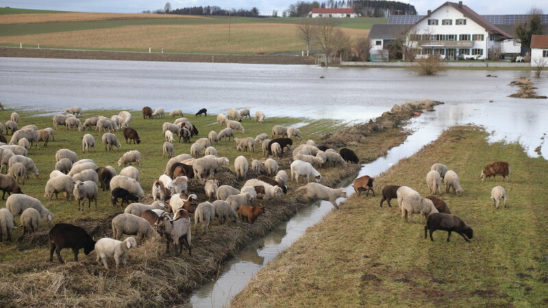 Das Überspringen von Bächen ist für die Schafe und Ziegen kein Problem.