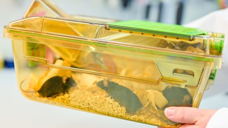 Die überwiegende Mehrzahl der Versuchstiere sind Mäuse. Laut dem zuständigen Bundesministerium für Ernährung und Landwirtschaft lag die Zahl der 2018 bei Tierversuchen verwendeten Mäuse bei rund 1,54 Millionen.