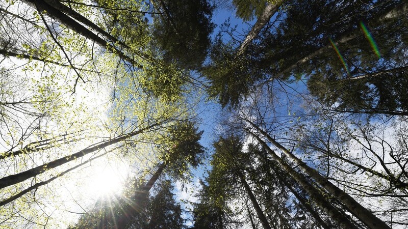 Der Zustand der Wälder hat sich den Bayerischen Staatsforsten zufolge 2021 wieder verbessert.
