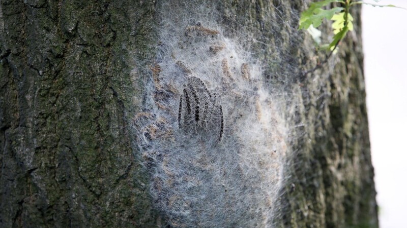 Ein Nest mit Eichenprozessionsspinnern hängt an einem Baum. Die Raupe ist drei bis vier Zentimeter lang und an einem schwarz-braunen Streifen auf dem Rücken zu erkennen.