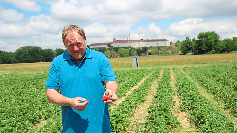 Erdbeerbauer Manfred Dobmeier ist jeden Tag auf seinen Feldern unterwegs und kontrolliert die Qualität der Früchte. Er hofft in den nächsten Wochen auf nicht so heiße Temperaturen und mehr Regen. Dann könnte es noch ein gutes Erdbeerjahr werden.  F