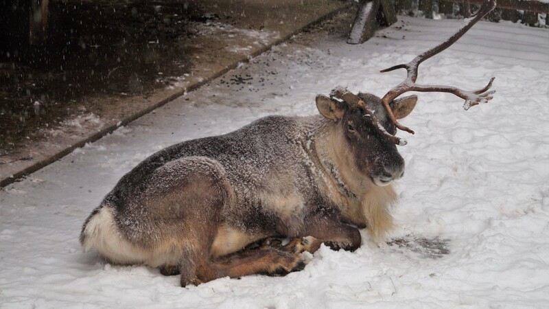 Aus gesundheitlichen Gründen hat Rudolf einen Teil seines Geweihs eingebüßt.
