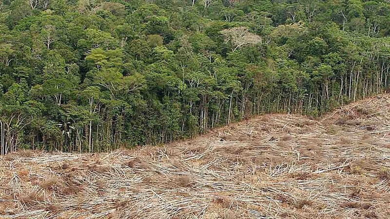 Bäume speichern Kohlenstoff. Das könnte beim Kampf gegen den Klimawandel helfen - allerdings nur langfristig. (Archivfoto)