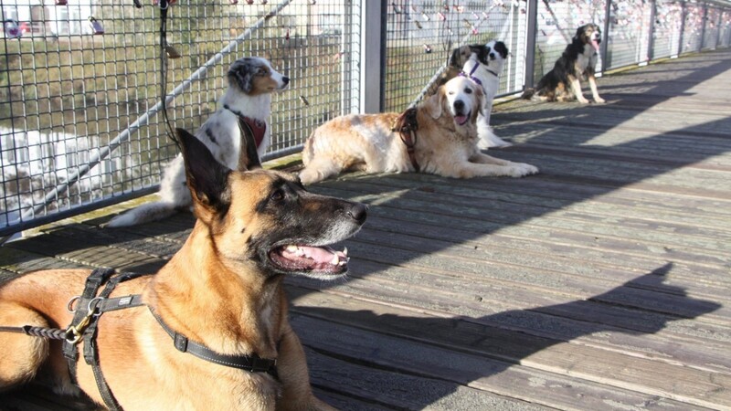 Gespannt warten die Hunde auf das Kommando zum Weitergehen. Regelmäßige Pausen zwischendurch müssen aber sein, um für Ruhe zu sorgen.