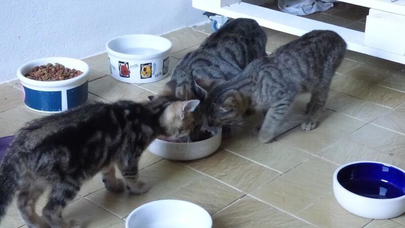 Diese drei Kätzchen hoffen auf ein neues Zuhause.