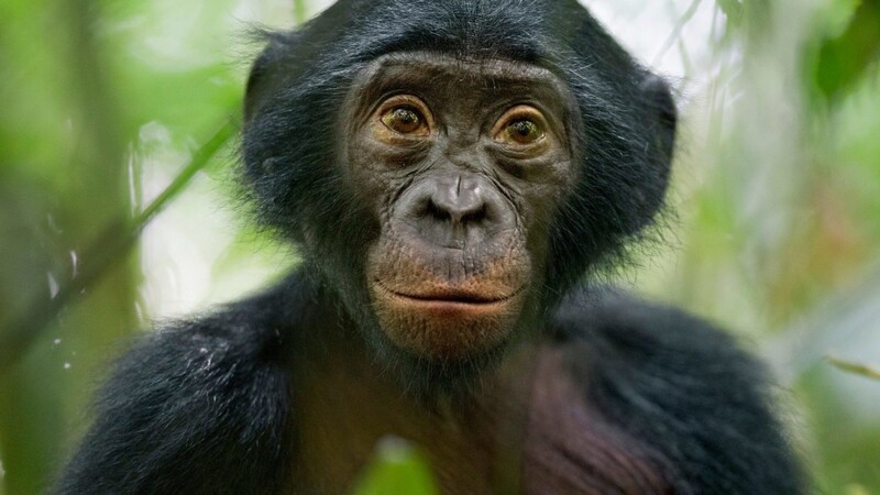 Tierisch viel zu entdecken gibt es seit dieser Woche wieder im Straubinger Tiergarten. Die Ausstellung "Bonobo Alive" ist zum Beispiel aktuell im Dannerhaus zu besichtigen.