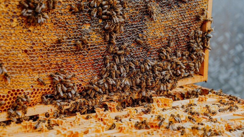 Wir sind das Volk: Die Bienen sorgen nicht nur für Honig, sondern sind bei der Bestäubung von Obst und Gemüse unverzichtbar.