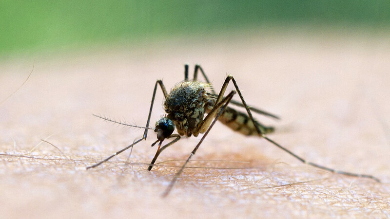 Mit steigenden Temperaturen werden auch die Stechmücken wieder zur Plage. Doch kommen sie auch als Überträger des Coronavirus in Frage?
