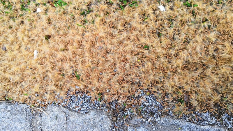 Platanen verursachen die wahren Wolken an beigen Samen auf der Straße.