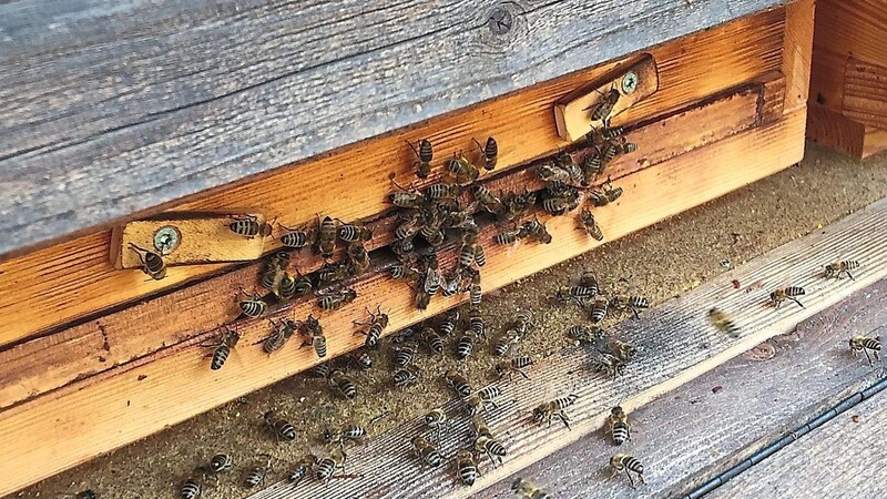 Tumult am Flugloch: Bei den Bienen bricht derzeit hektische Betriebsamkeit aus.