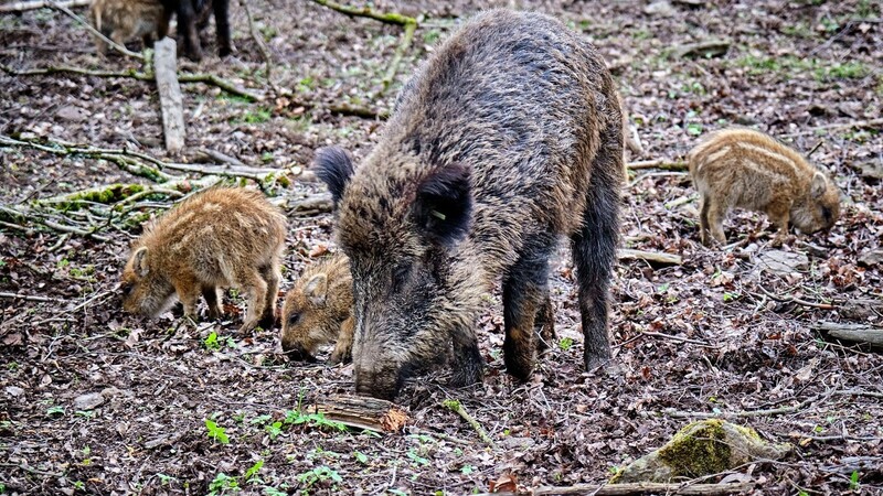 Ein Wildschwein frisst friedlich mit Frischlingen im Wildgatter. Besondere Vorsicht ist geboten, wenn man im Wald einer Wildschweinmutter begegnet. Vor allem, wenn man zwischen die Bache und ihre Frischlinge gerät, denn dann muss man mit einem Angriff des Tieres rechnen.